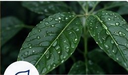 Close-up of rain-covered green leaves representing environmental stewardship